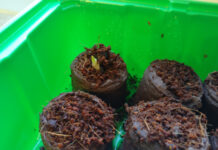 Der erste Trieb Canna