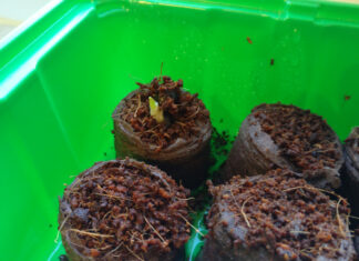 Der erste Trieb Canna