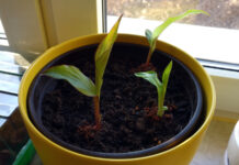 Die Cannas wachsen Canna