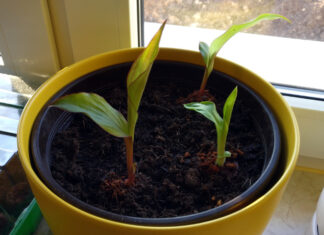 Die Cannas wachsen Canna