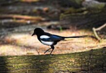 ElsterFormular unter Trusty