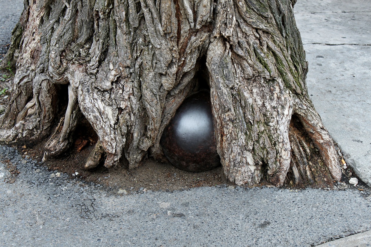 Root