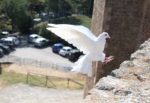 Linux für den Weltfrieden