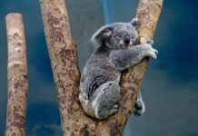 Karmic Koala