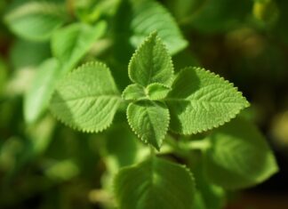 Wenn man aus Versehen den Schreibtisch verschiebt Mexican Mint Leaves Plant - SpencerWing / Pixabay