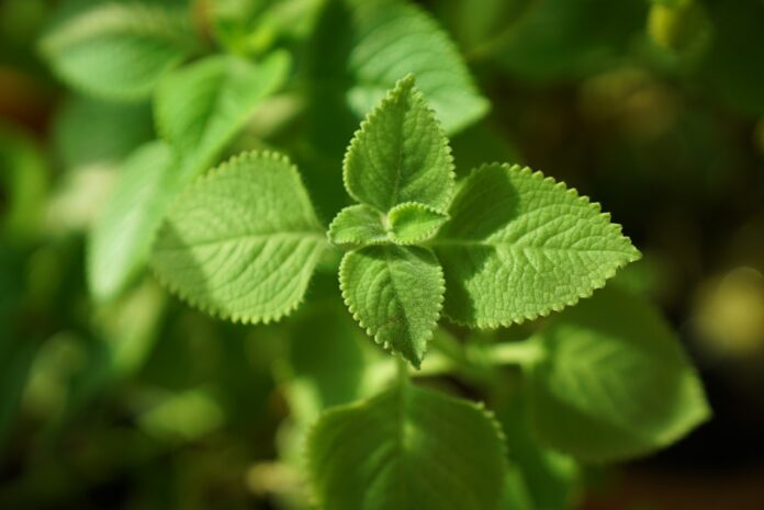 Mexican Mint Leaves Plant  - SpencerWing / Pixabay