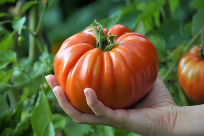 Tomato Harvest Healthy Nutrition  - ivabalk / Pixabay