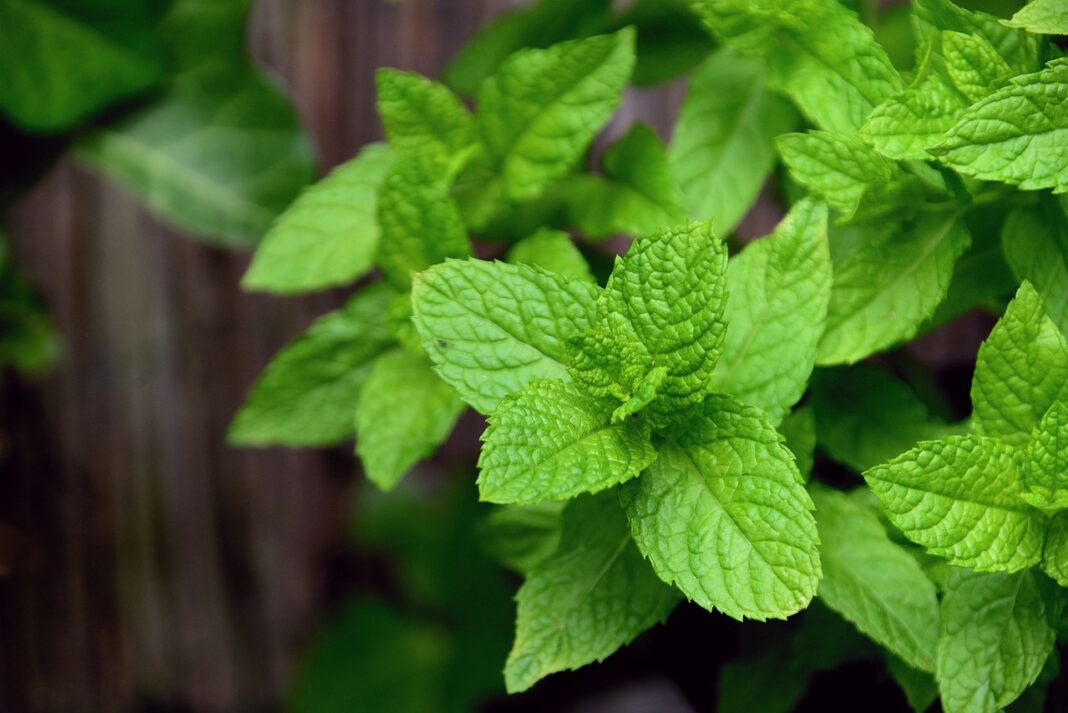 mint, peppermint, herbs